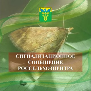 Опасный кукурузный мотылёк: как защитить урожай от вредителя
