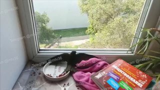 Стрижи залетают в квартиры: как справляться с неожиданными гостями