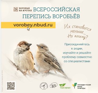 Запуск акции по переписи воробьев: как участвовать и зачем это нужно